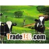 Grassland Fence