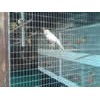 Aviary Mesh