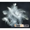 white goose feather