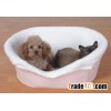 Pet bed