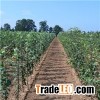 Durable Cost Effective Fiberglass Stakes For Fruit Trees Plants Nursery