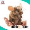 New Design Animal Cartooon Plush Mouse Toy&stuffed Mouse